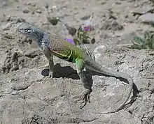 Greater earless lizard (Cophosaurus texanus), a male in situ, Big Bend National Park, Texas