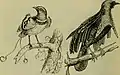 Early conception of a male next to a male King Bird-of-Paradise (Cicinnurus regius).