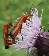 Mating on thistle