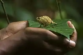 Spectral pygmy chameleon