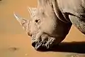 Rhinoceros drinking