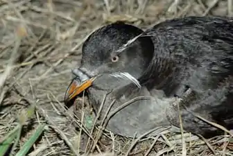 The refuge is home to 17,000 pairs of nesting rhinoceros auklets