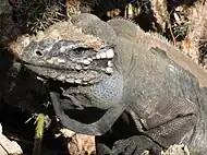 C. cornuta, Jaragua National Park