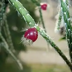 Rhipsalis pilocarpa fruit