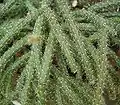 Closeup of thorny stems