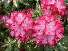 Rhododendron 'President Roosevelt'