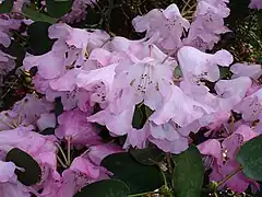 Rhododendron 'James Barto' at Benmore Botanic Garden