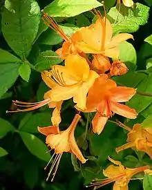 Flame azalea