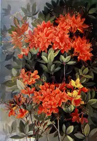 Flame azalea by Ellis Rowan, from Southern Wildflowers and Trees by Alice Lounsberry