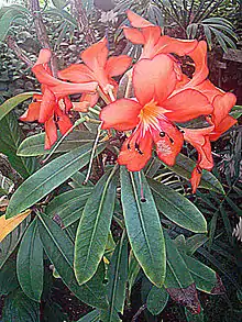 R. javanicum subsp. brookeanum