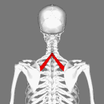 Position of rhomboid minor muscle (shown in red).