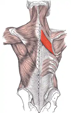 Rhomboid major muscle (red)