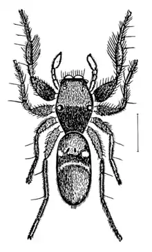 Rhombonotus gracilis (drawn by L. Koch, 1877)