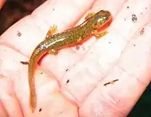 Southern torrent salamander