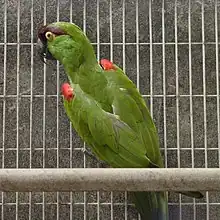 A green parrot with a maroon forehead