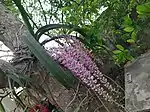 Flowers of Rhynchostylis retusa