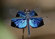Male with wing reflections