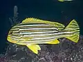 Full body of Sweetlips at  Morotai Indonesia, 2019