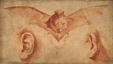 Study of Bat & Ears, ca. 1622, red chalk & wash,16 x 27.8 cm., Metropolitan Museum of Art