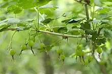 Missouri gooseberry, Ribes missouriense