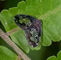 Ricanoptera fenestrata, Indonesia