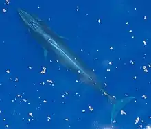 Aerial photo of a Rice's whale