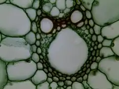 Stem cross section magnified 400 times