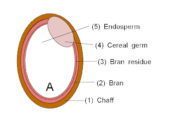 Rice processing A: Rice with chaffB: Brown riceC: Rice with germD: White rice with bran residueE: Polished(1): Chaff(2): Bran(3): Bran residue(4): Cereal germ(5): Endosperm
