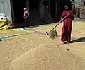 Woman drying rice