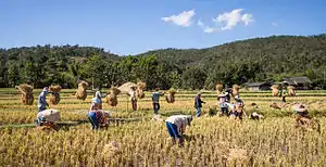 After the harvest, rice straw is gathered in the traditional way from small paddy fields in Mae Wang District, Thailand