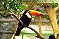 The toco toucan - mascot of the Weltvogelpark