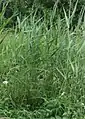 Reed growth in early summer