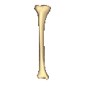 Shape of right tibia
