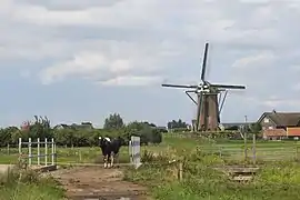 Windmill: Lijkermolen no1