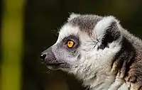 Side profile of a ring-tailed lemur showing it's protruding muzzle and wet nose