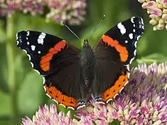 Vanessa atalanta,red admiral