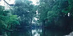 Dawn on the Rio Sabinas near Highway 85, Municipality of Gómez Farías, Tamaulipas, Mexico (April 2001)