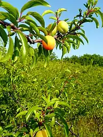 Ripening plum