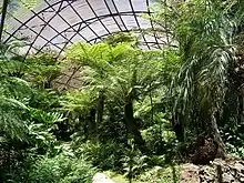 Inside the fernery as seen in the previous photo