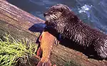 River Otter with Cutthroat Trout