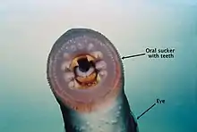 Mouth of a river lamprey