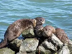 River otter sunning on rocks in the Richmond Marina