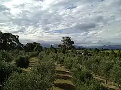 An olive garden in Riverlands