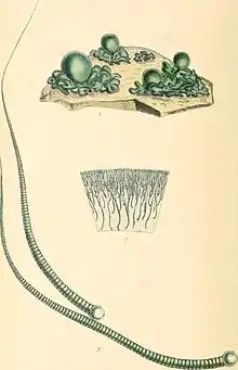 "Rivularia nitida"