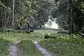 Way for tourists in Gorumara National Park