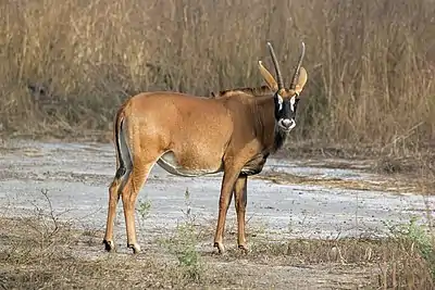 Image 5Roan antelopePhotograph credit: Charles James SharpThe roan antelope (Hippotragus equinus) is a species of savanna antelope found in western, central and southern Africa. Named for its reddish-brown coat, it has a black face with white patches around the eyes and the mouth, and a short erect mane of greyish brown hair extending from the back of the neck to the rump. This roan antelope, of the subspecies H. e. koba, was photographed in Senegal; the subspecies's range extends from Senegal to Benin in western Africa.More selected pictures