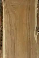 Robinia pseudacacia wood
