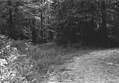 View of Robinson Road in 1974. Robinson Road is in left of photograph intersecting with modern logging road.