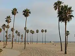 Species in Venice Beach, California