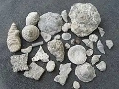 Fossils